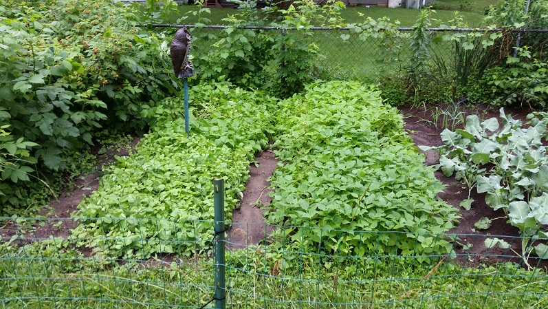 Rows 1 and 2 - Mulching Day